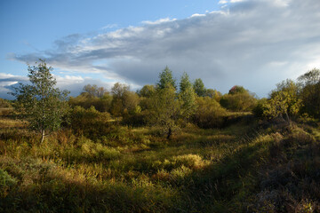 Autumn landscape. A small ravine overgrown with trees and shrubs.