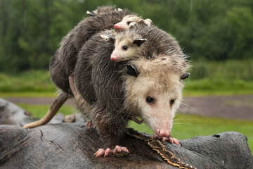 Virginia Opossum (Didelphis virginiana) Steps Foward Along Log in Pouring Rain Summer