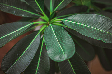 Obraz premium dark green indoor plant leaves ficus houseplant