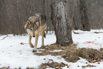 Grey Wolf (Canis lupus) Steps Around Tree at Deer Kill Winter