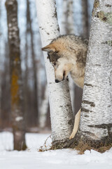 Grey Wolf (Canis lupus) Between Trees Looks Down Winter