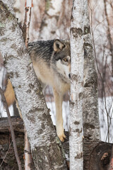 Grey Wolf (Canis lupus) on Log Behind Skinny Birch Tree Winter