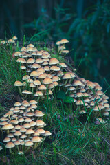 some tree fungi grow on a sawed off rotting tree trunk - obrazy, fototapety, plakaty