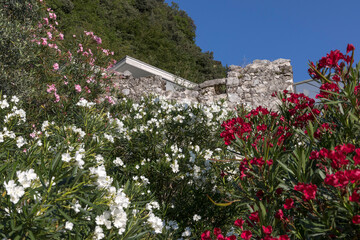 Fototapeta na wymiar Multicolored flowering oleander bushes in front of the remains of the historic city wall in Riva del Gardo on Lake Garda