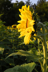 Sde of Sunflower in Field