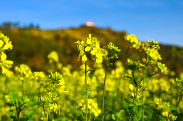 Close-up of blooming white mustard plants near Wurmlingen, Germany.
