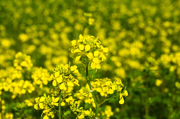 Close-up of blooming white mustard plants.