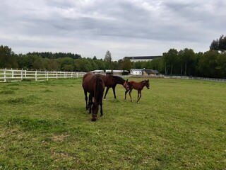 Caballos en una pradera de Galicia