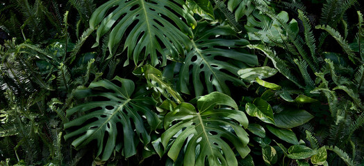 Jungle banner with lush green tropical plants, Monstera, Pothos and Ferns. Nature concept. Natural background or wallpaper