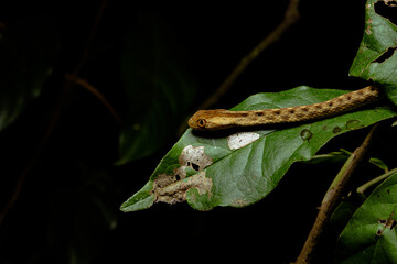 Snake resting in the forest.