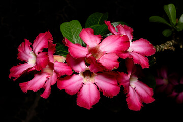 Pink flowers at Atlantic Rainforest.