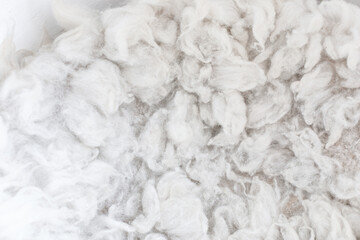 Background of white merino wool - Image