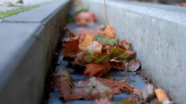 Public Sidewalk Concrete Rain Gutter Filled and Clogged With Withered Autumn Leaves Rack Focus