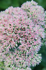 Beautiful flower phot. Valerian flowers. Postcard for March 8, anniversary, wedding, birthday.

