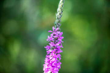 beautiful flowers on a gentle green background