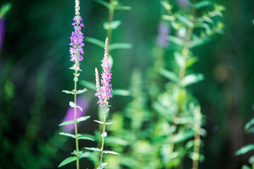 beautiful flowers on a gentle green background
