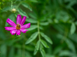 beautiful flowers on a gentle green background