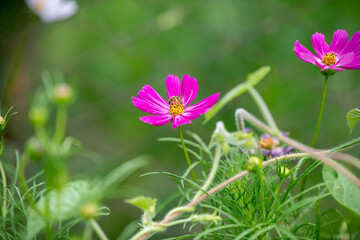beautiful flowers on a gentle green background