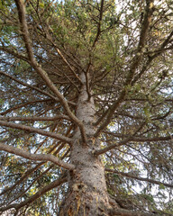 Below, upwards view of a spruce tree in the boreal forest of Canada with blue sky backgorund. 