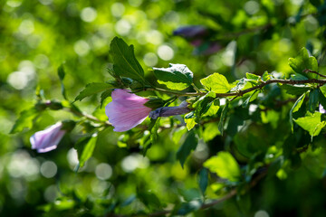 beautiful flowers on a gentle green background