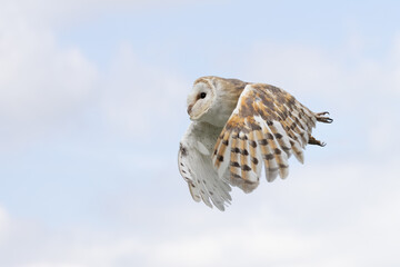 A female barn own in flight