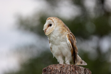 A female Barn Owl perched on a tree stump