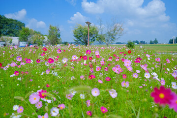 コスモス