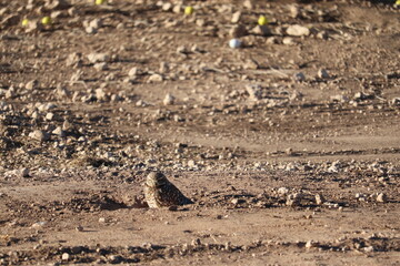 Burrowing Owl 1