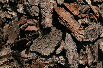 close up of a bark texture