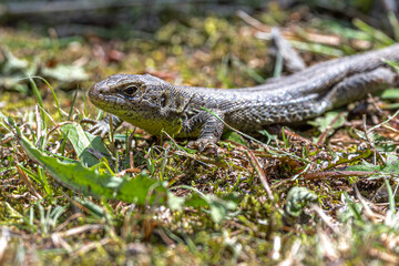 Portrait of a Female Sand Lizard (Lacerta agilis)