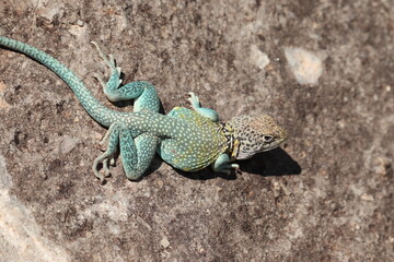 Big Blue Lizard 2