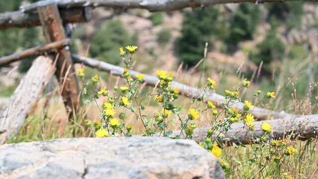 yellow wildflowers against wood fence at Lily Lake in Rocky Mountain National Park, Colorado
