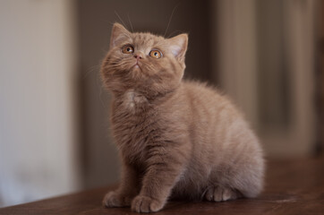 Edel und imposant, Britisch Kurzhaar Kitten in Cinnamon