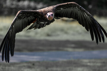 A lappet-faced vulture shows its impressive wingspan