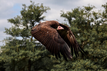 A lappet-faced vulture shows its impressive wingspan
