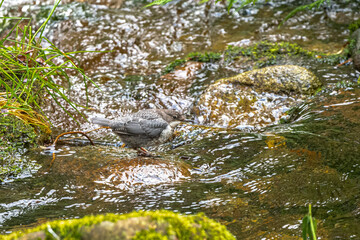 European or White-throated Dipper (Cinclus cinclus)