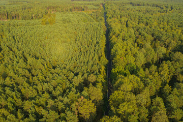 Gruntowa, leśna droga. Widok z drona.