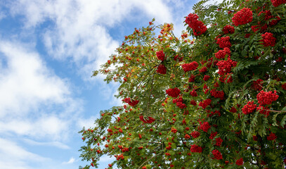 Red Rowan berries on the branches against the blue autumn sky