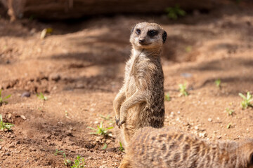 A meerkat acts as a sentry and looks directly at the camera