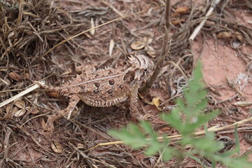 Horney Toad