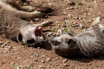 Meerkats show thier teeth as they fight