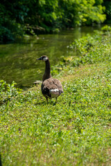 big domestic goose on green grass by the river