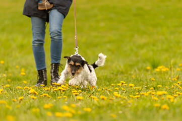 Naklejka na ściany i meble dog pulls on the leash while walking - jack Russell terrier in spring