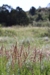 Field of grass