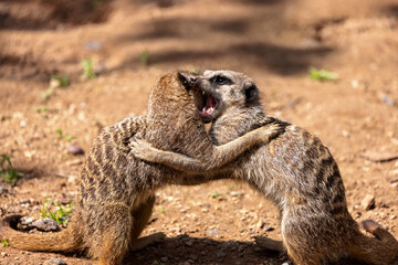 Meerkats showing their teeth as they fight