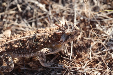 Horny Toad 6