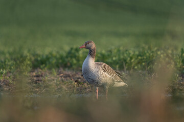 Goose is drinking water. European wildlife during spring season. Greylag goose on the grass. 