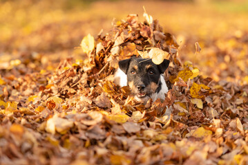 Cute little Jack Russell Terrier dog has a lot of fun in autumn leaves and is playing alone with leaves