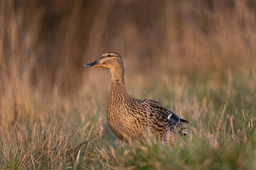 Mallard walking in the meadow. European wildlife during spring season. Wild duck on the grass. 
