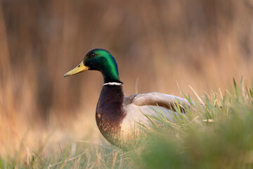Mallard walking in the meadow. European wildlife during spring season. Wild duck on the grass. 